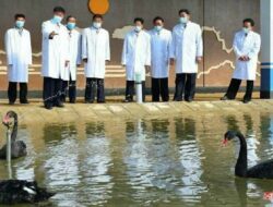 Angsa hitam di Peternakan Bebek Kwangpho di pantai timur Korea Utara. Negara ini memiliki sejarah mempromosikan daging eksotis sebagai solusi untuk kekurangan pangan (KCTV)