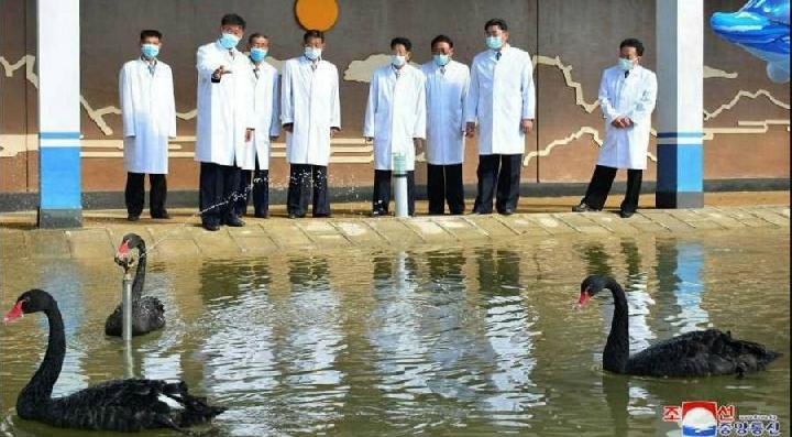 Angsa hitam di Peternakan Bebek Kwangpho di pantai timur Korea Utara. Negara ini memiliki sejarah mempromosikan daging eksotis sebagai solusi untuk kekurangan pangan (KCTV)